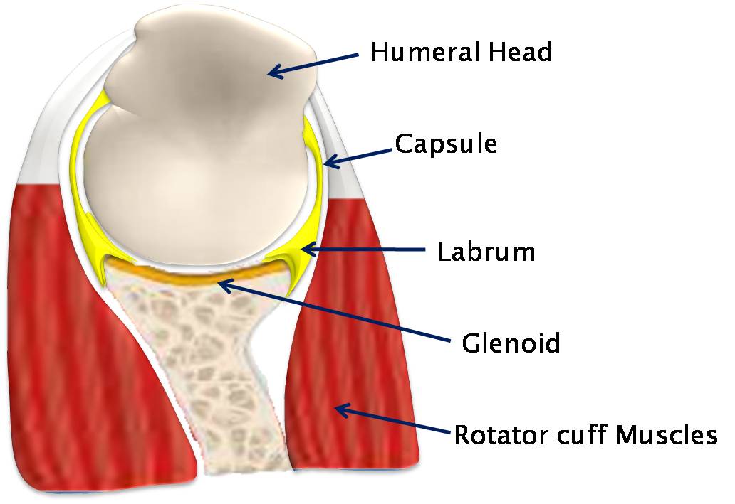 Shoulder Instability